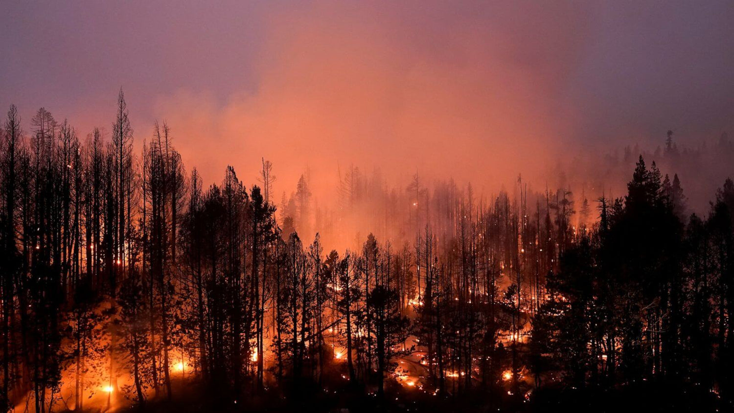 Wildfire Preparedness Guide
