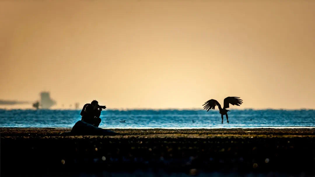 Birding For Beginners：How To Enter The World Of Wonderful Birds – LIPOWER